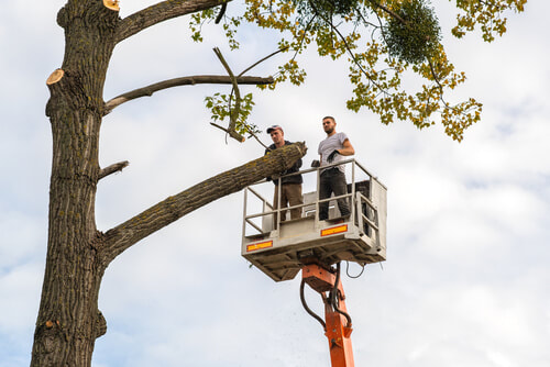 Two men in cherry picker, working on tree trimming